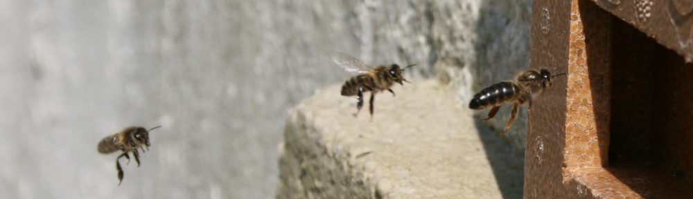 Irish native queen bee returns from mating flight