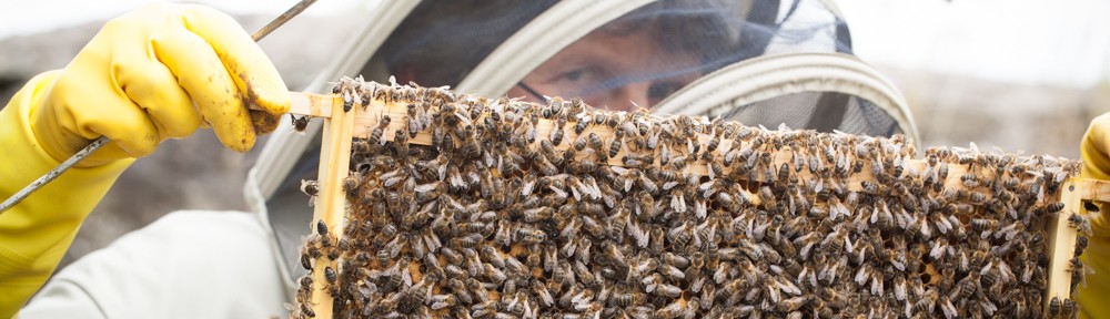 Fugitive Beekeeper